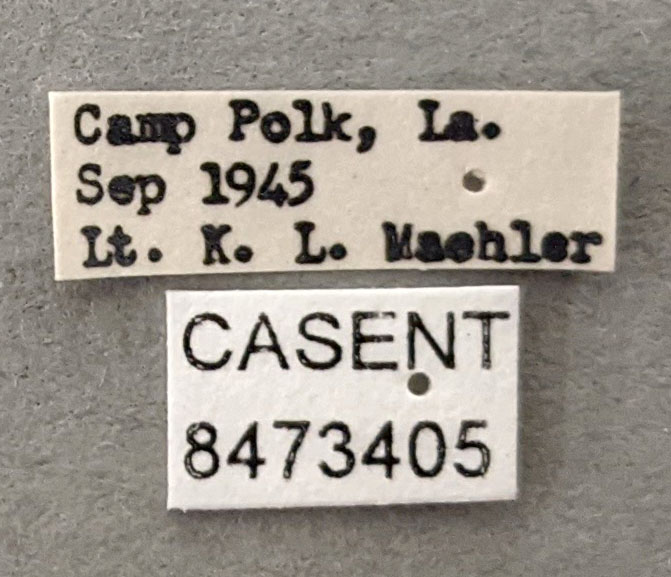 Anopheles quadrimaculatus image