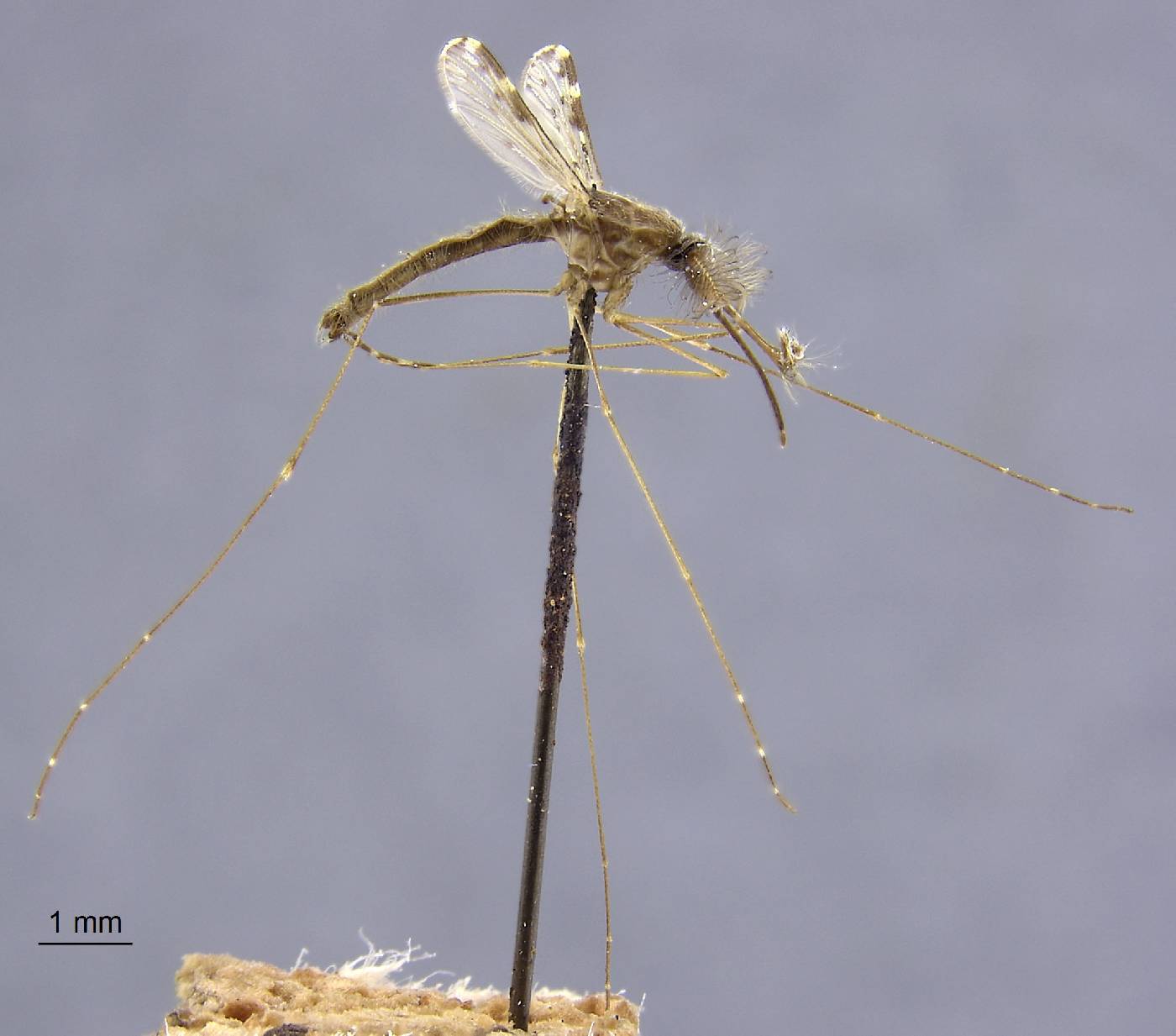 Anopheles sinensis image