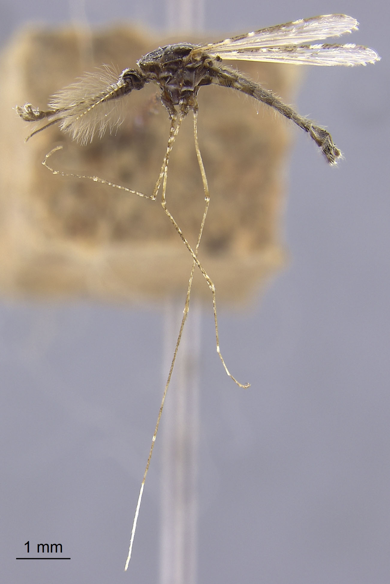 Anopheles splendidus image