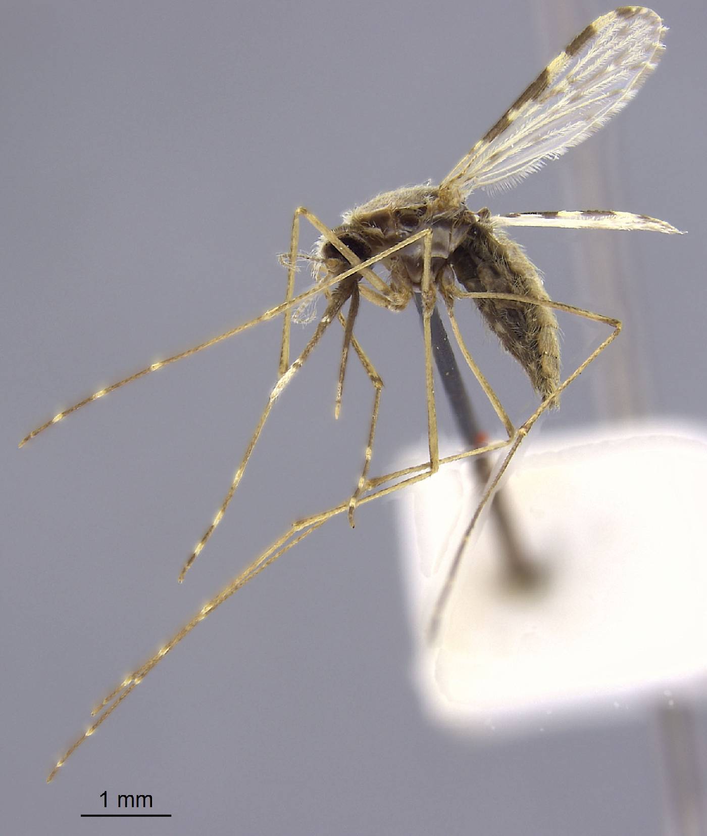 Anopheles subpictus image