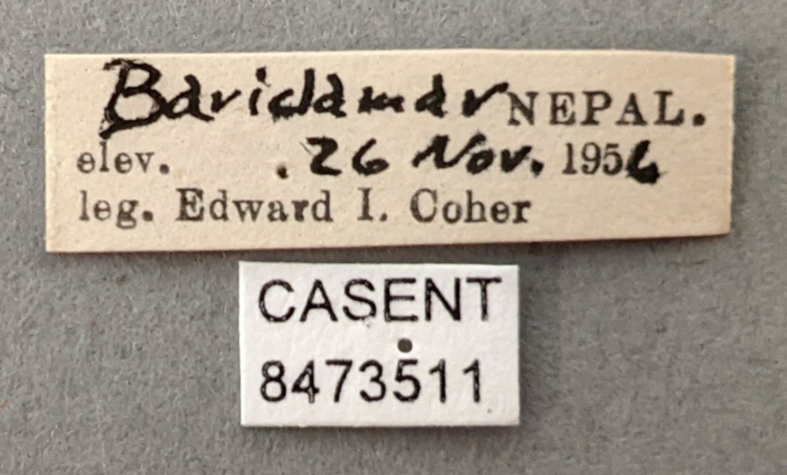 Anopheles subpictus image