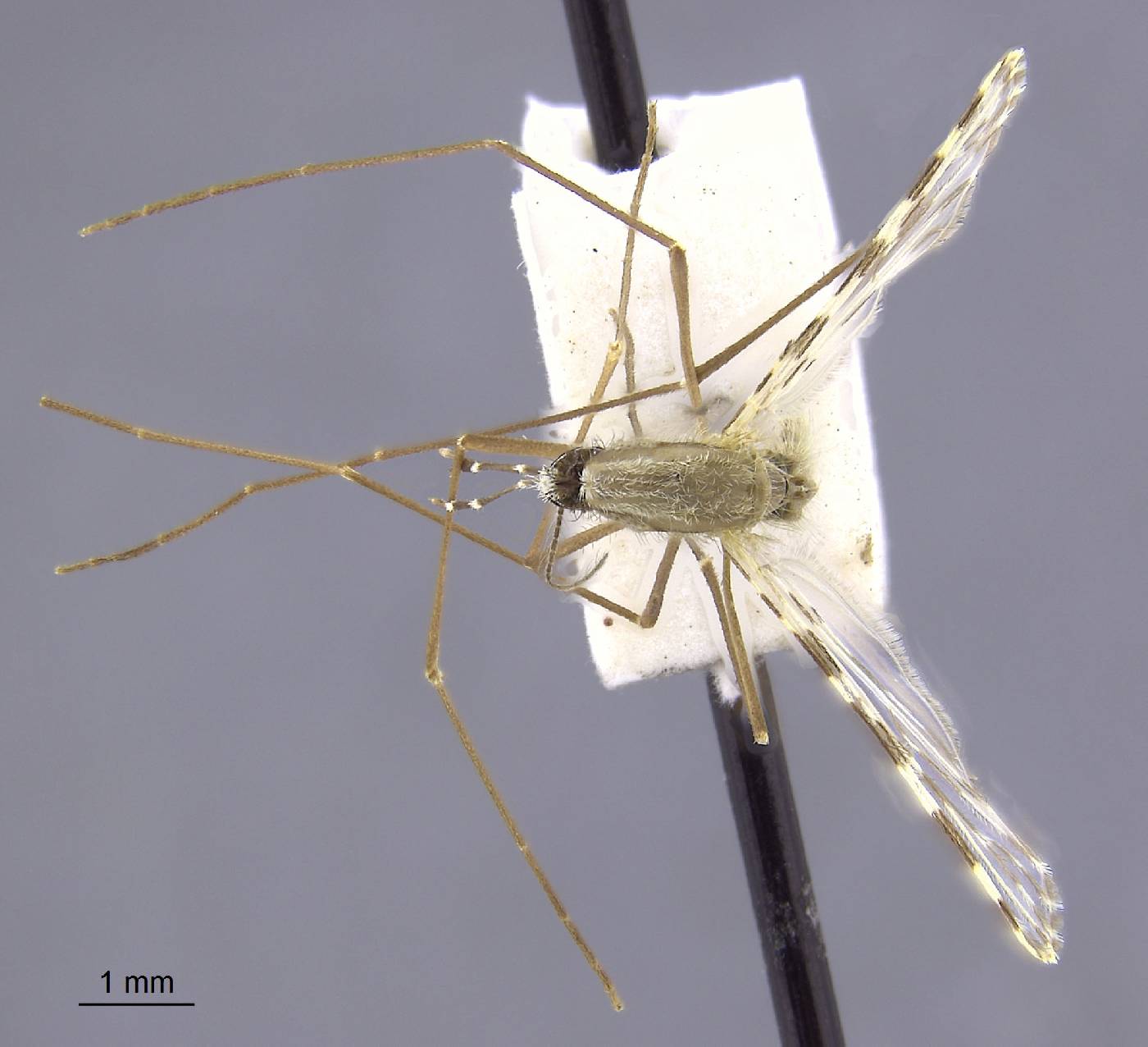 Anopheles superpictus image
