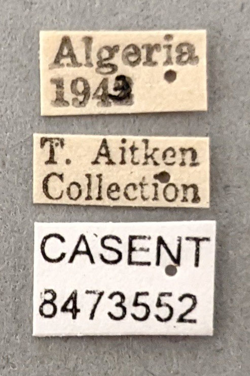 Anopheles superpictus image