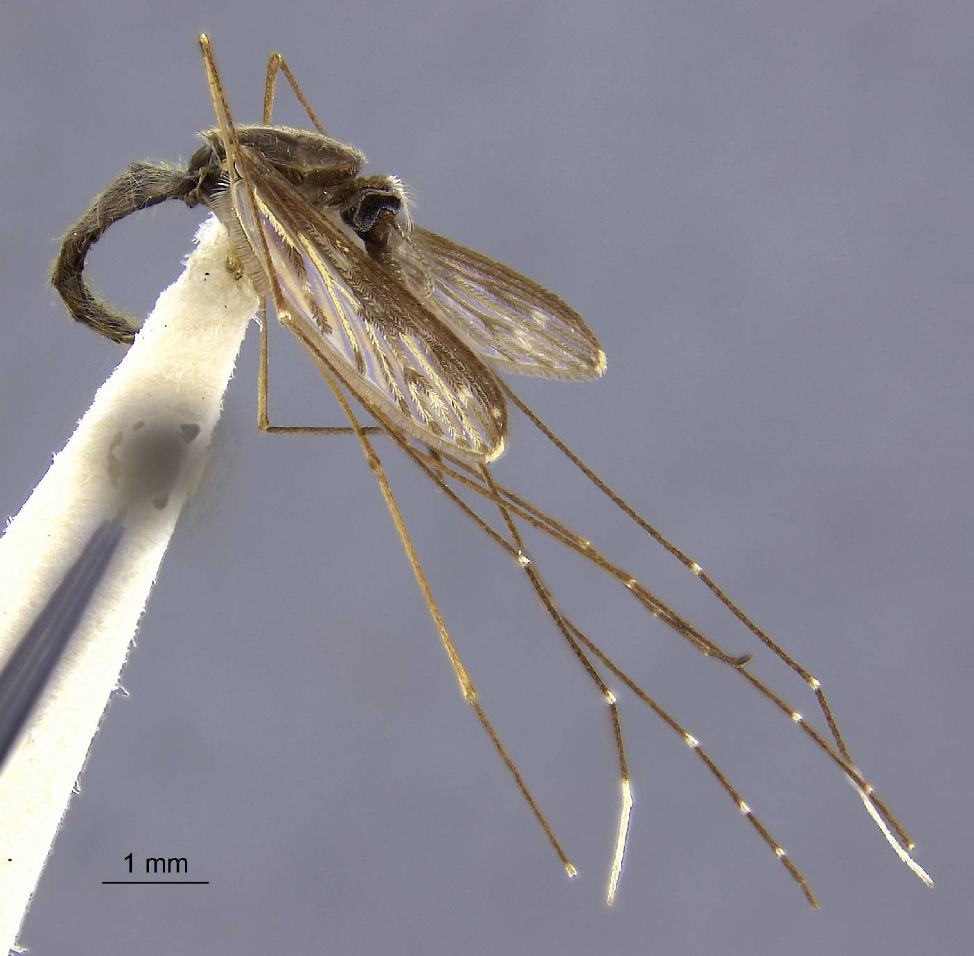 Anopheles tenebrosus image