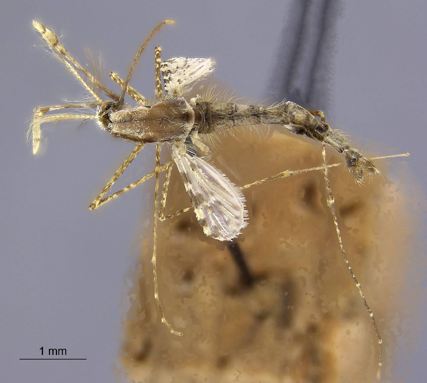 Anopheles tessellatus image