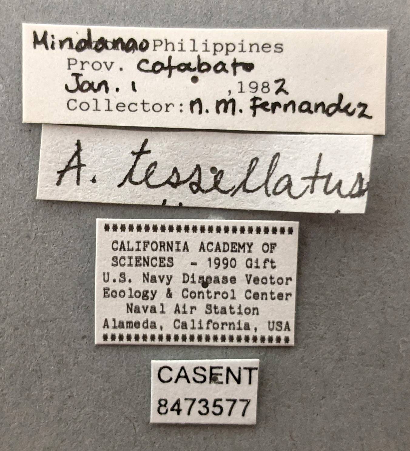 Anopheles tessellatus image