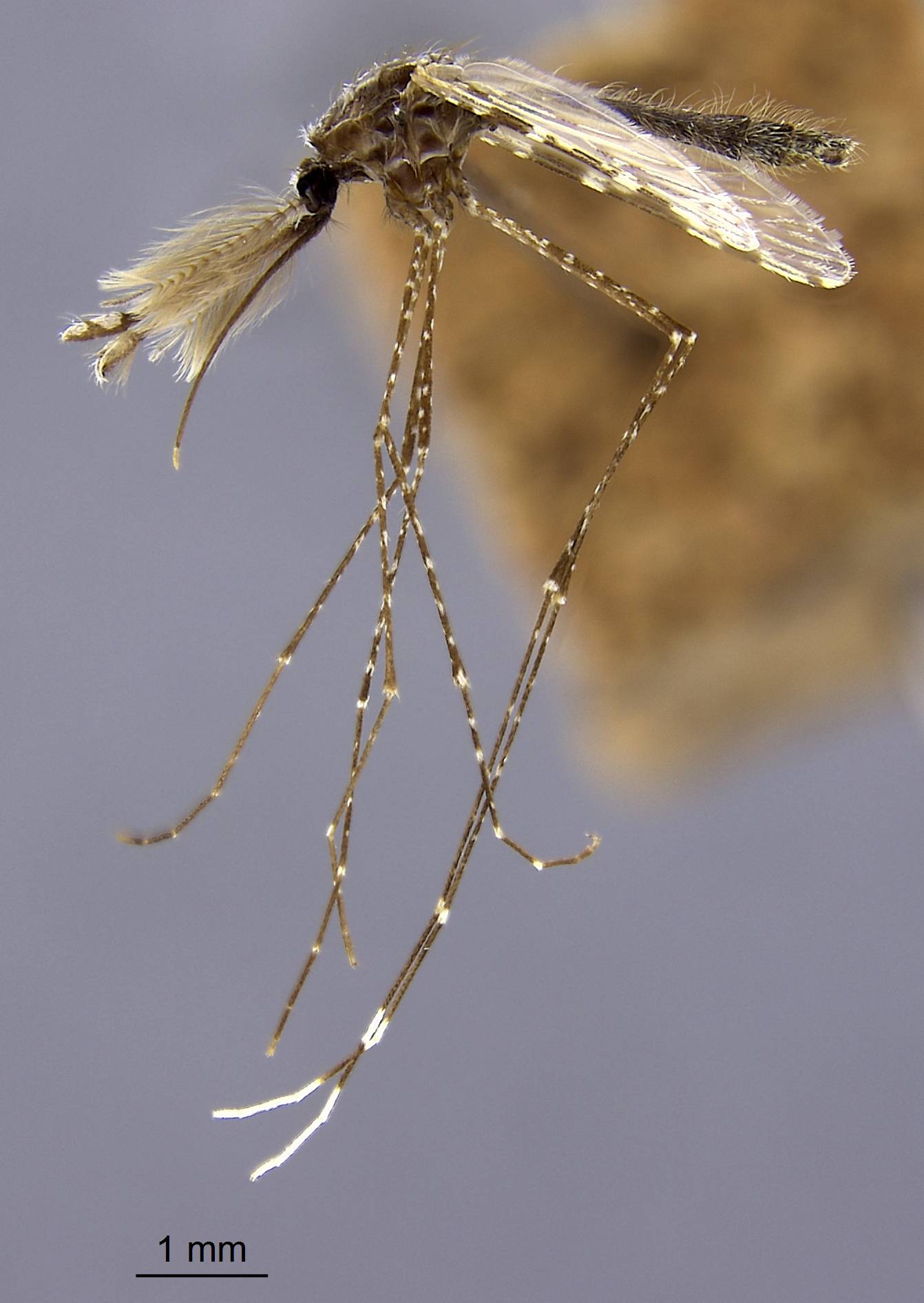 Anopheles theobaldi image