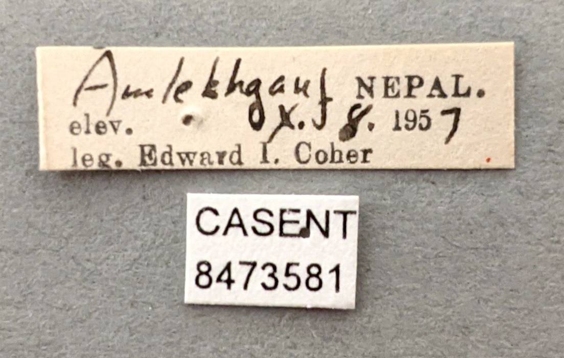 Anopheles theobaldi image