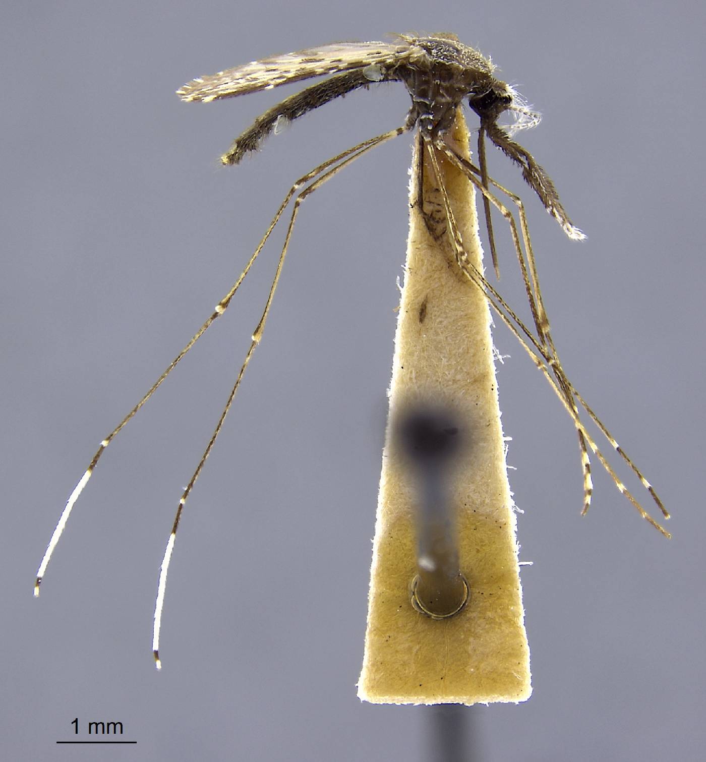 Anopheles triannulatus image