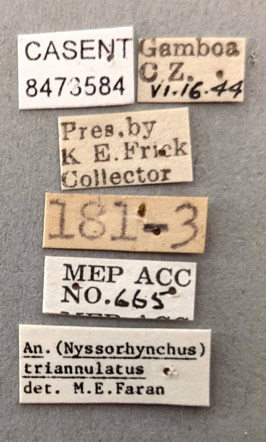 Anopheles triannulatus image