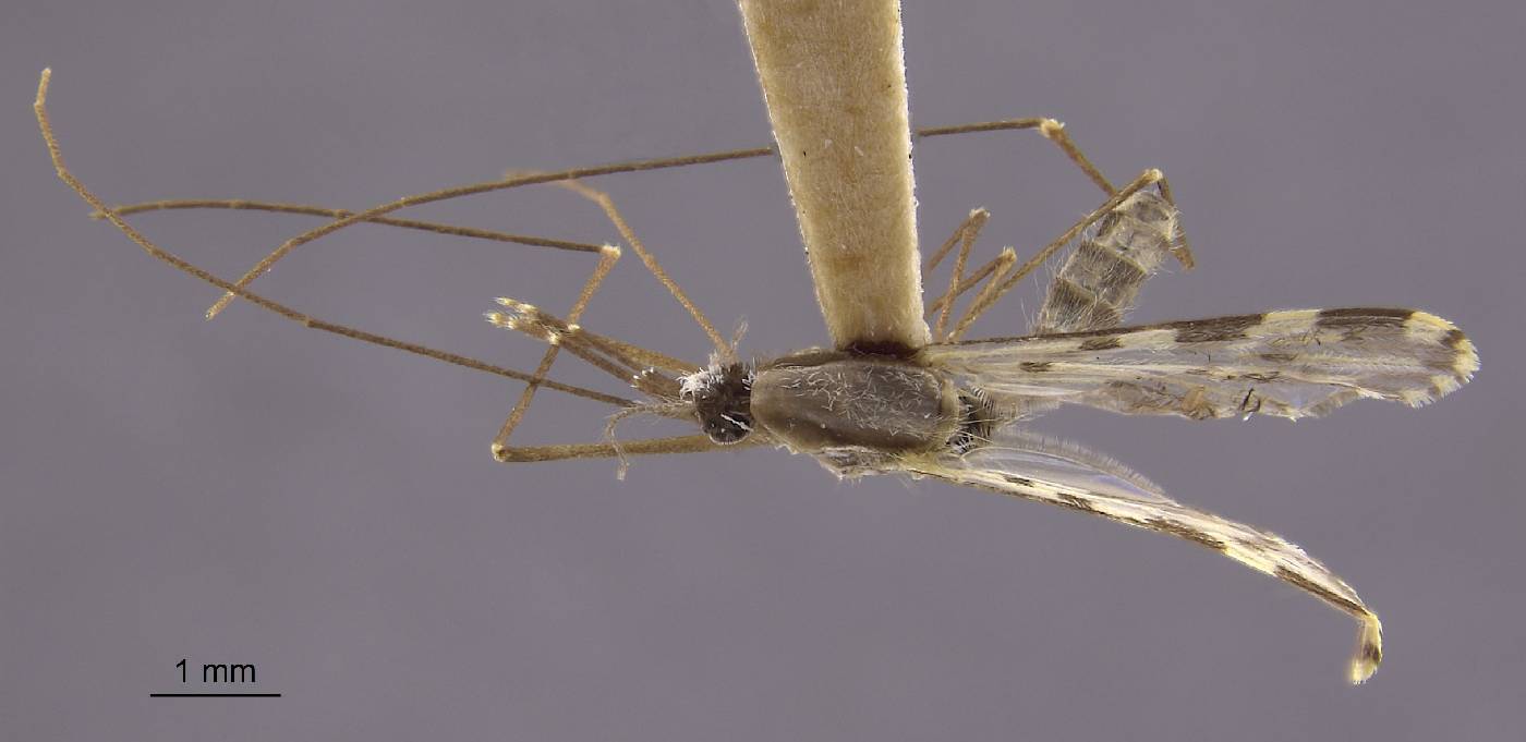 Anopheles pseudopunctipennis image