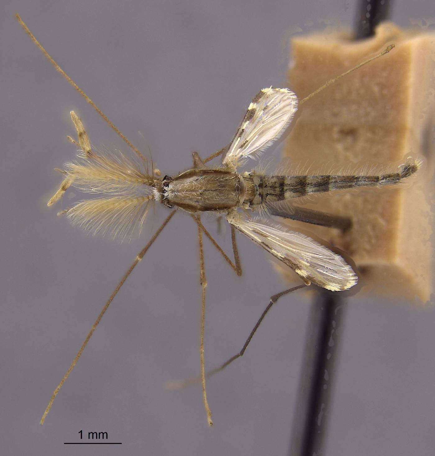 Anopheles pseudopunctipennis image