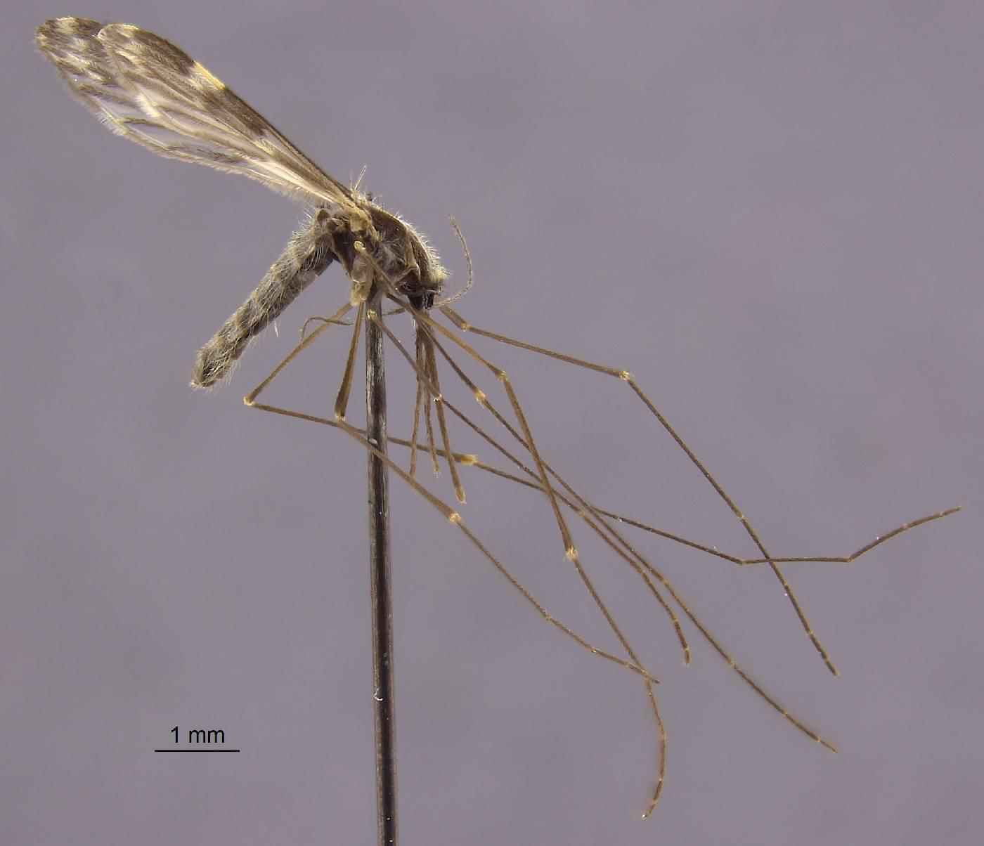 Anopheles punctipennis image