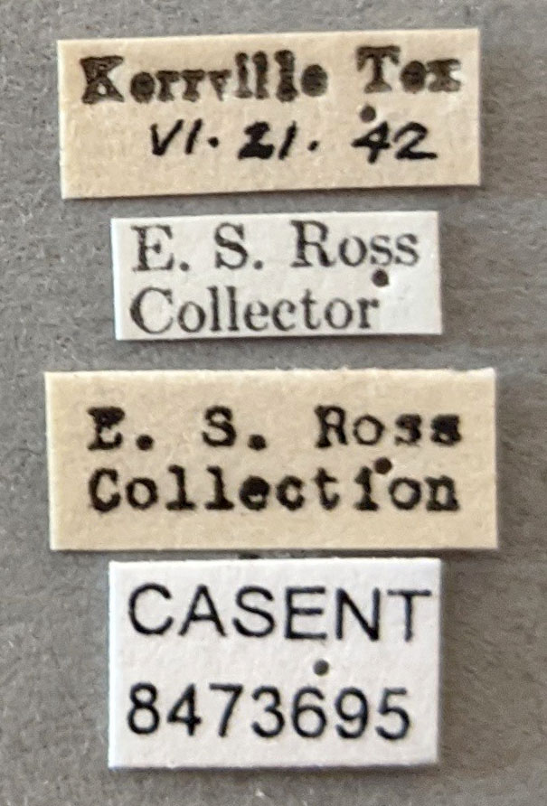 Anopheles punctipennis image