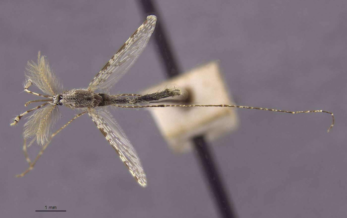 Anopheles punctulatus image