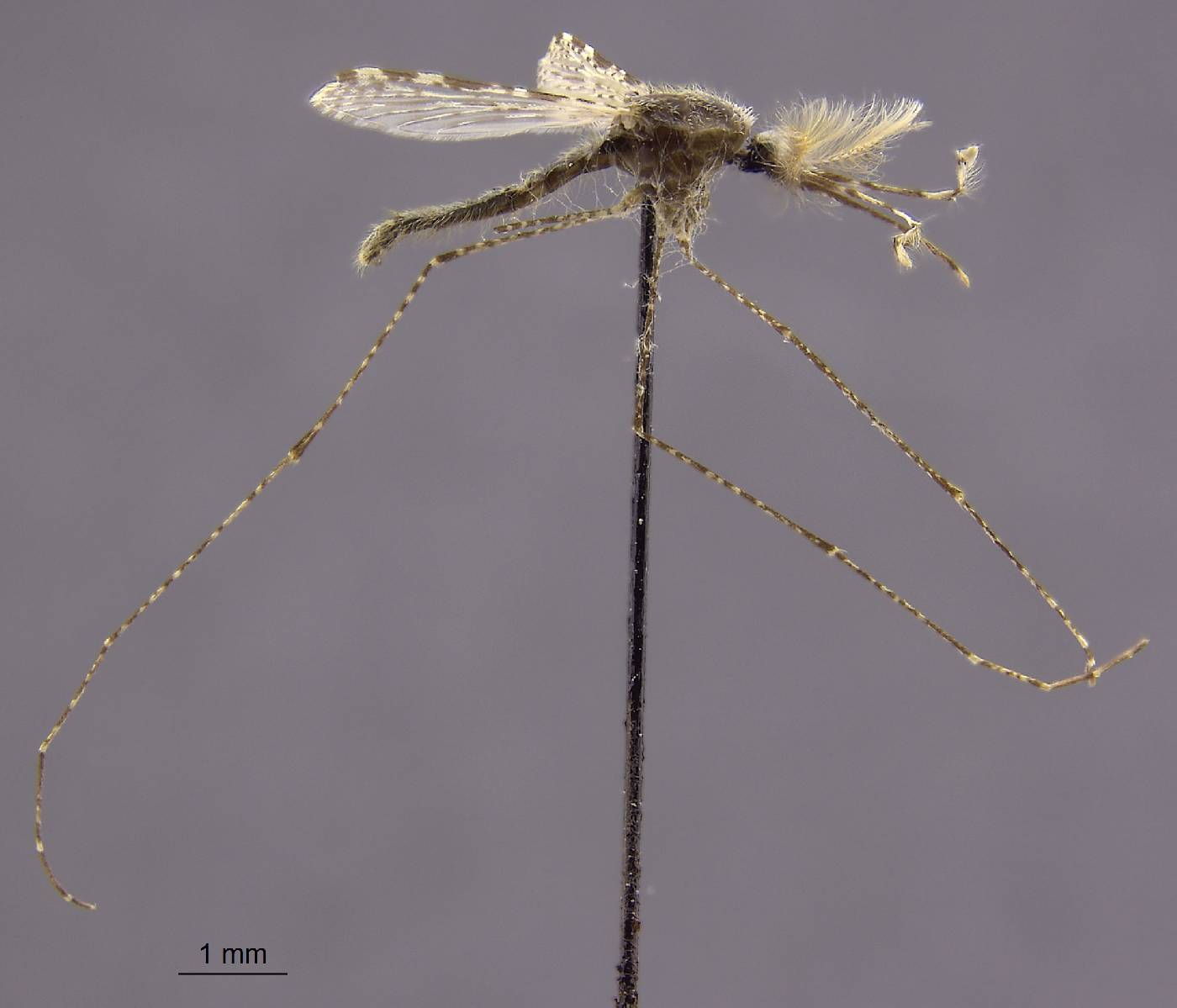 Anopheles punctulatus image