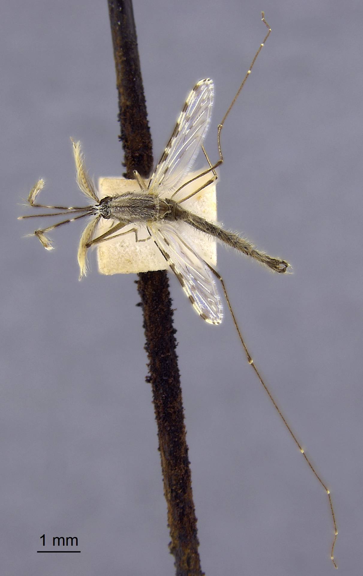 Anopheles vagus image