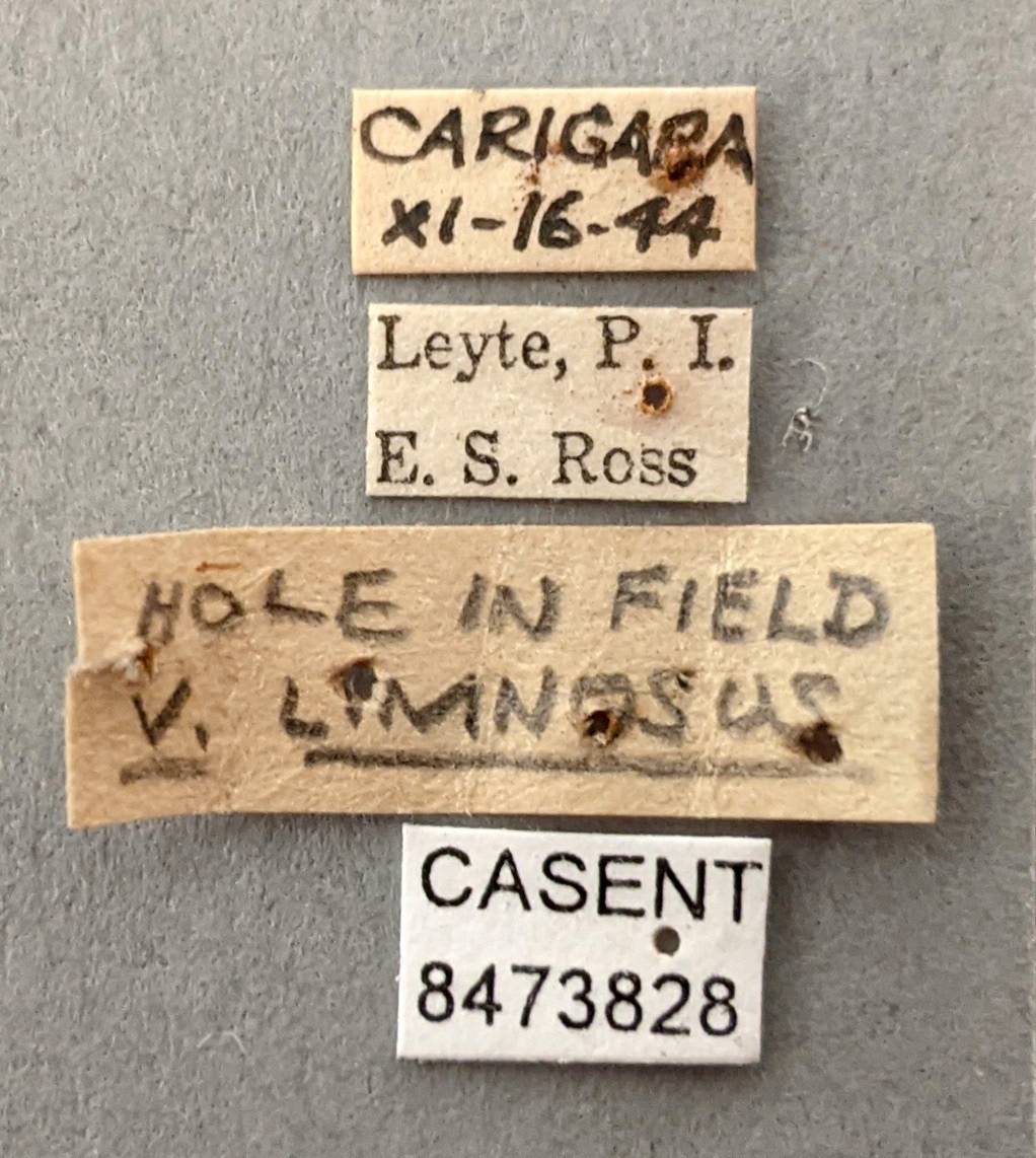 Anopheles vagus image