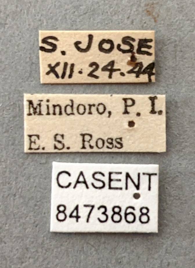 Anopheles vagus image