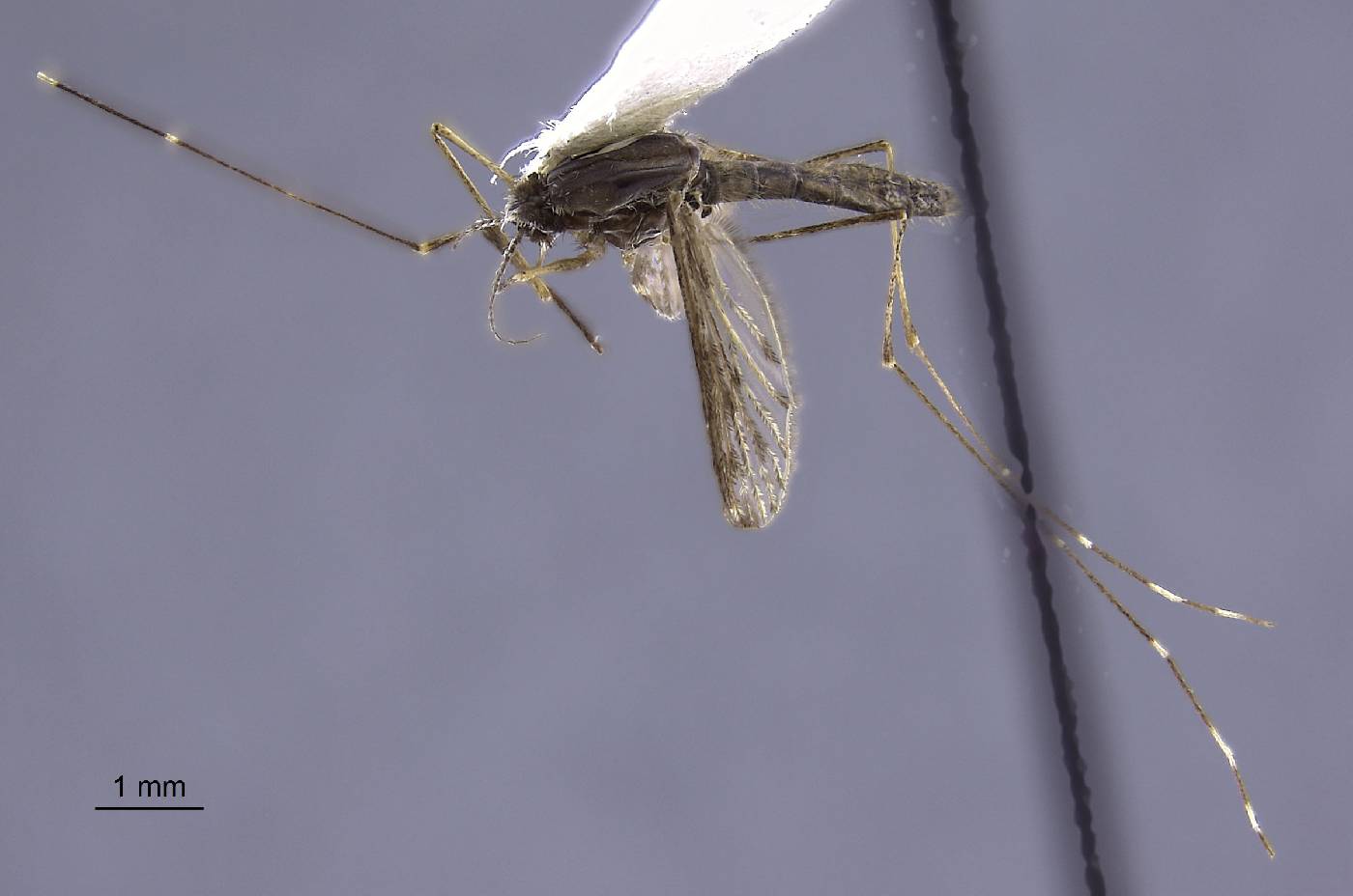 Anopheles vanus image