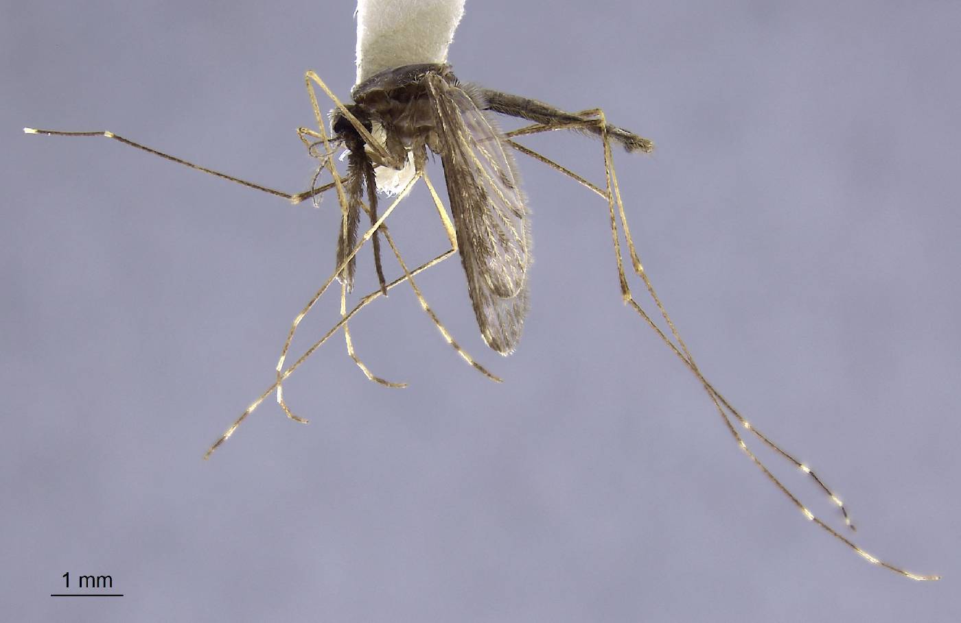 Anopheles vanus image