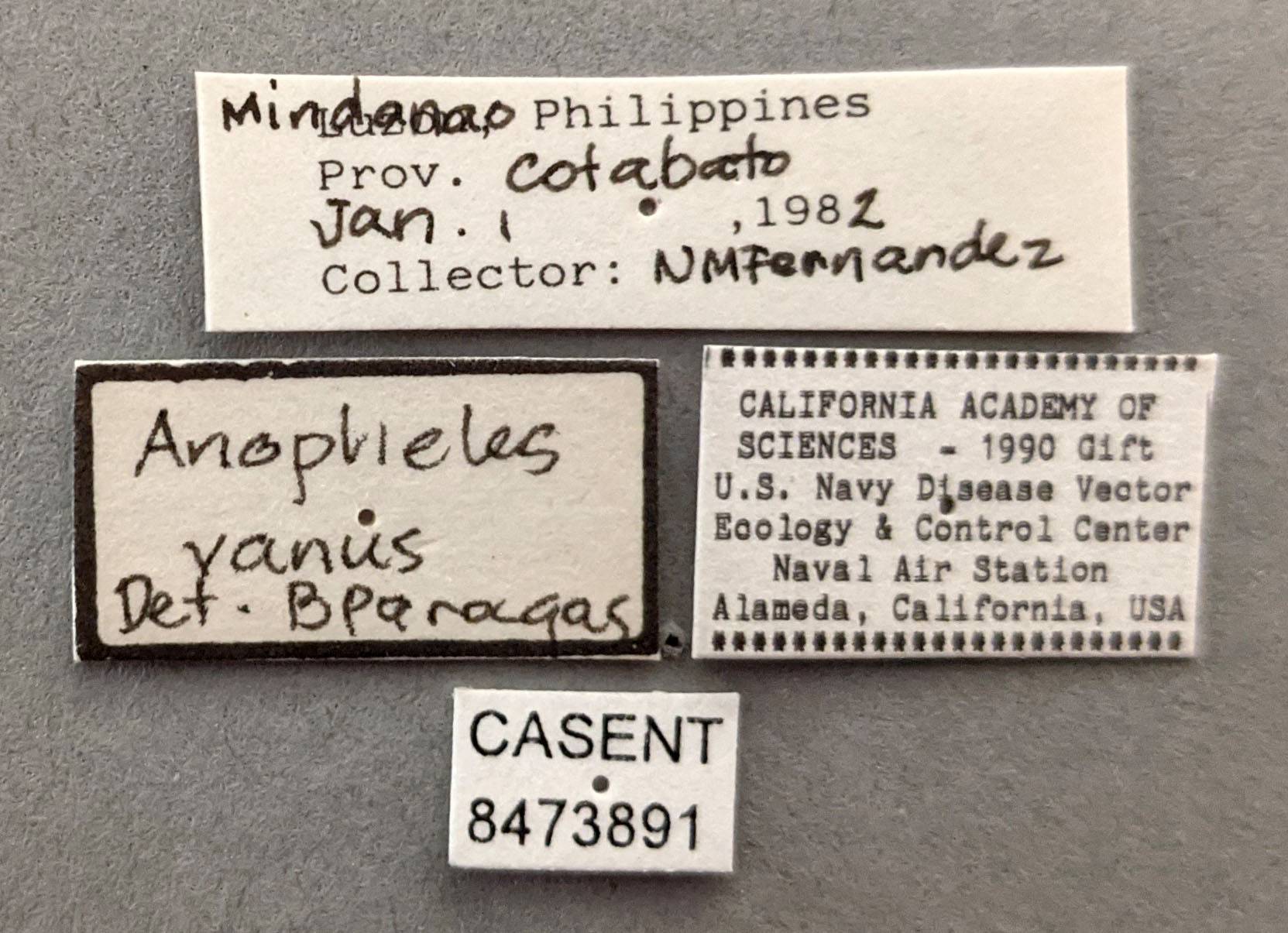 Anopheles vanus image