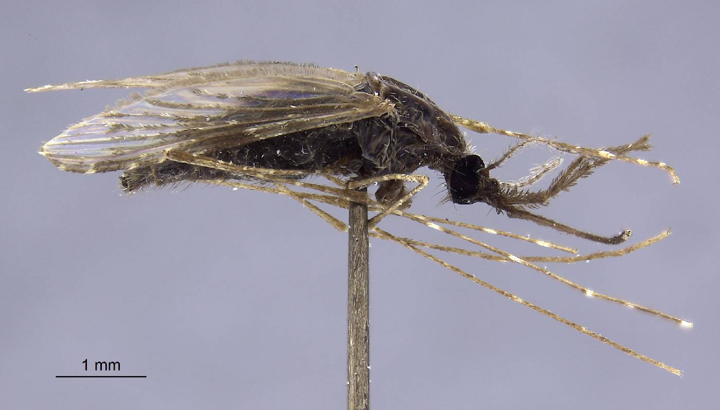 Anopheles vestitipennis image