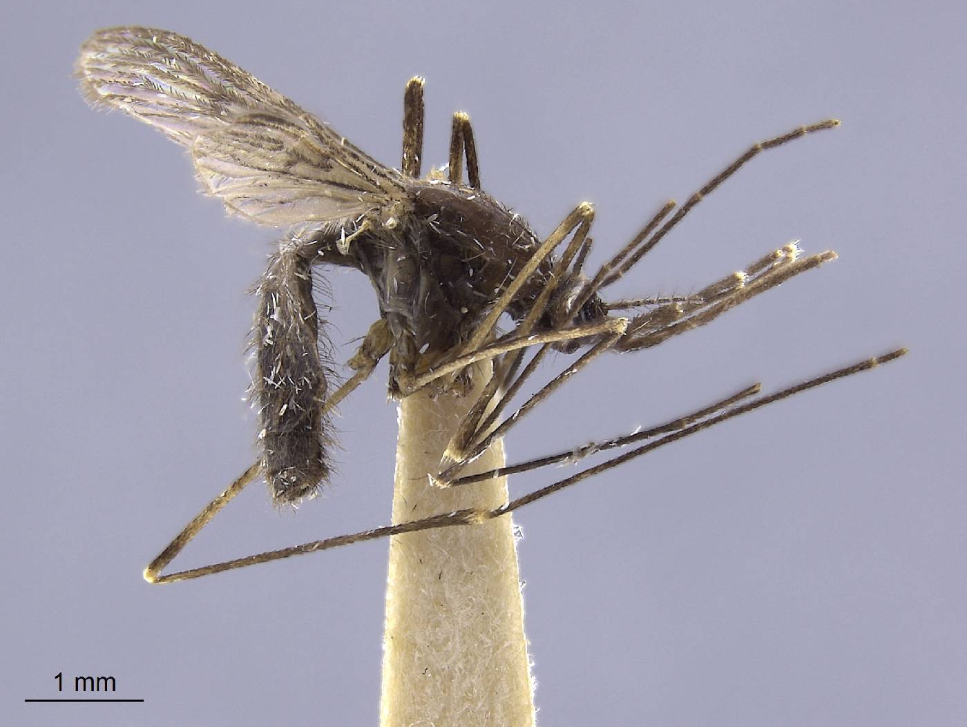 Anopheles walkeri image