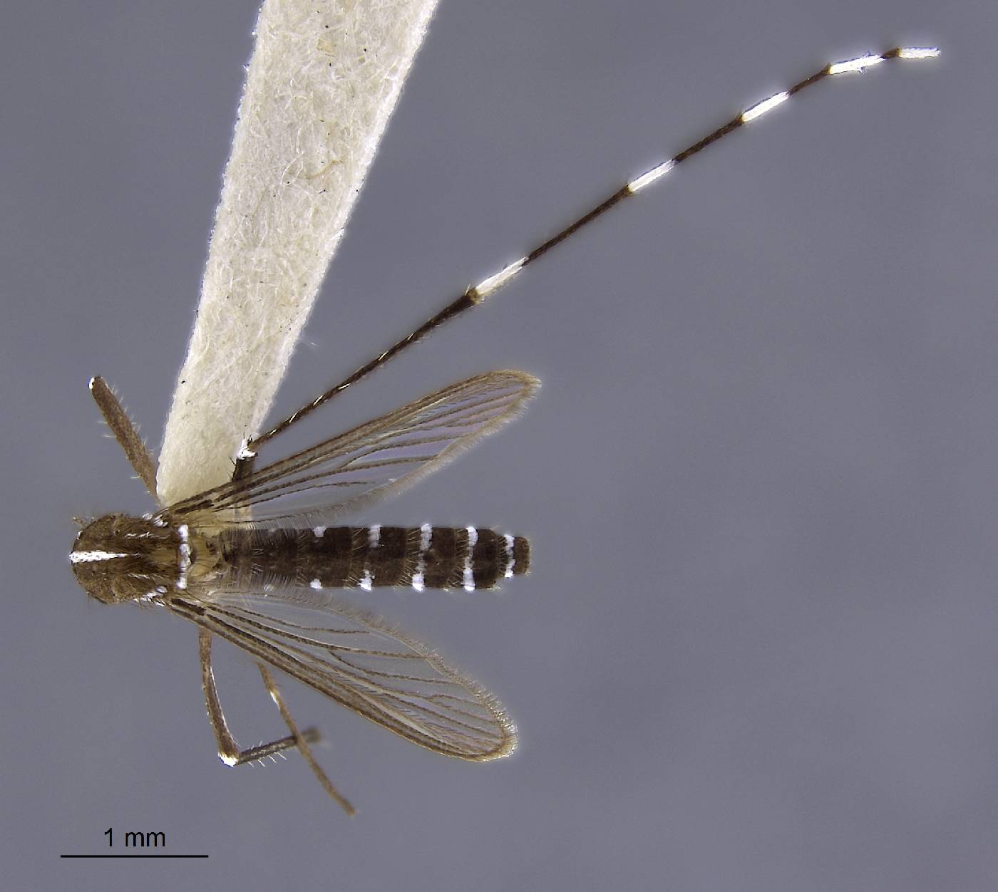 Aedes alcasidi image