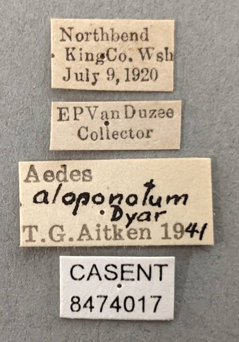 Aedes aloponotum image