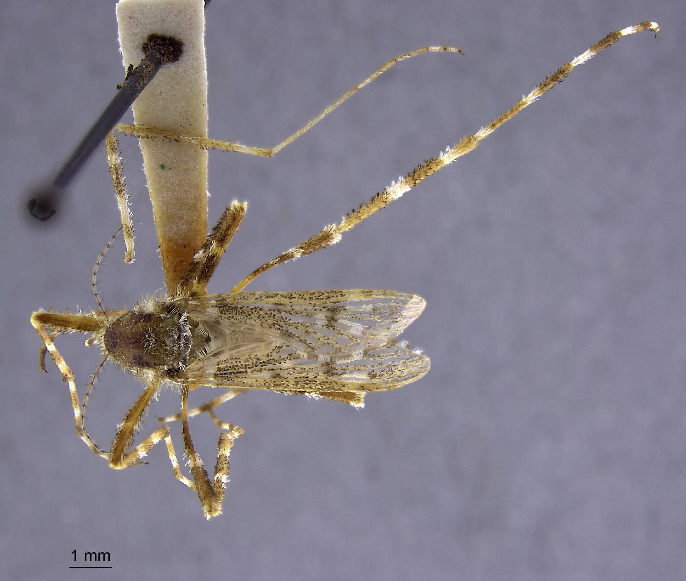 Aedes alternans image