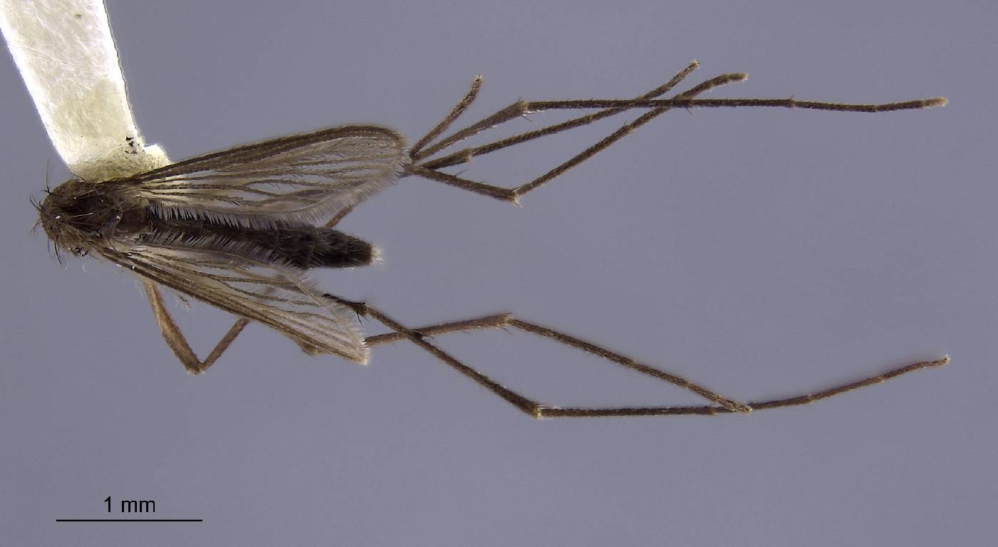 Aedes amesii image