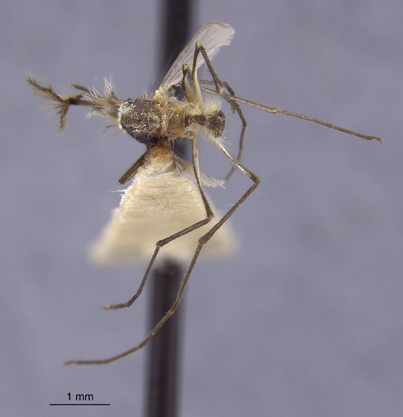 Aedes angustivittatus image
