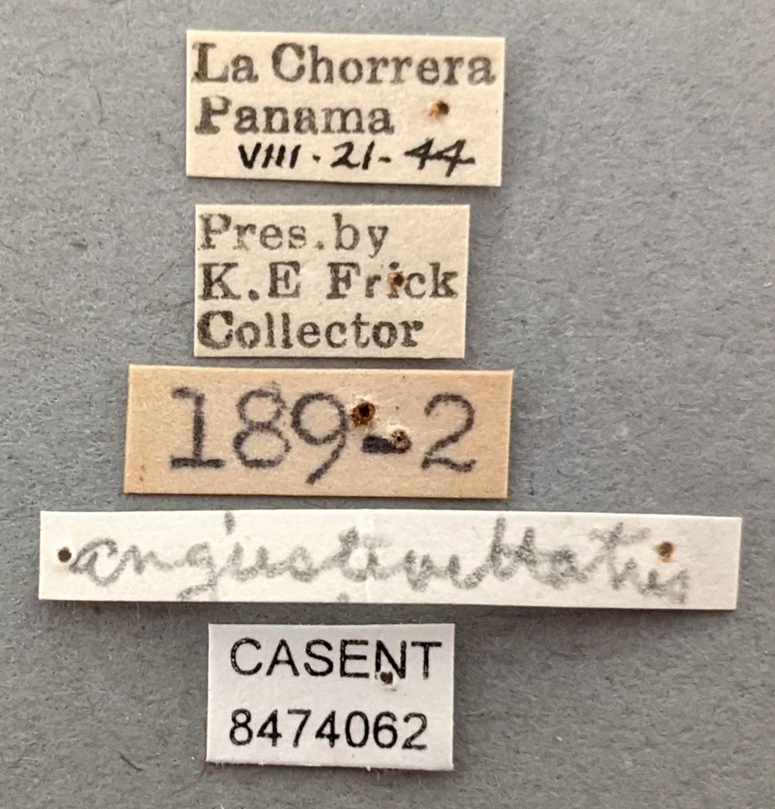 Aedes angustivittatus image