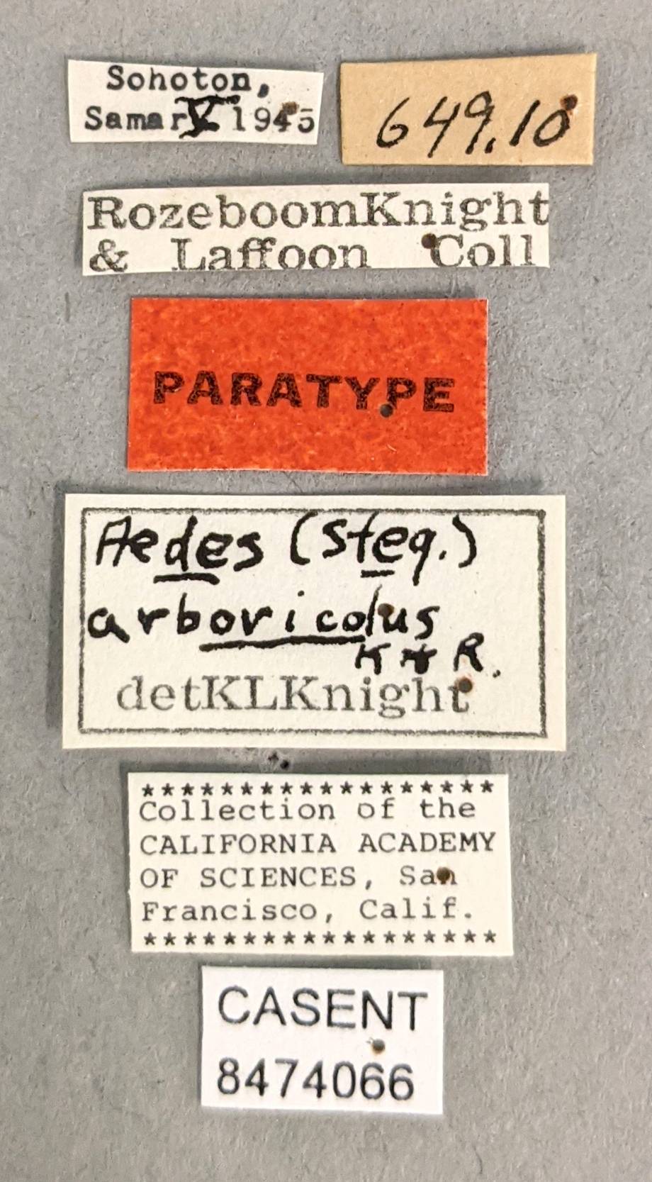 Aedes arboricola image