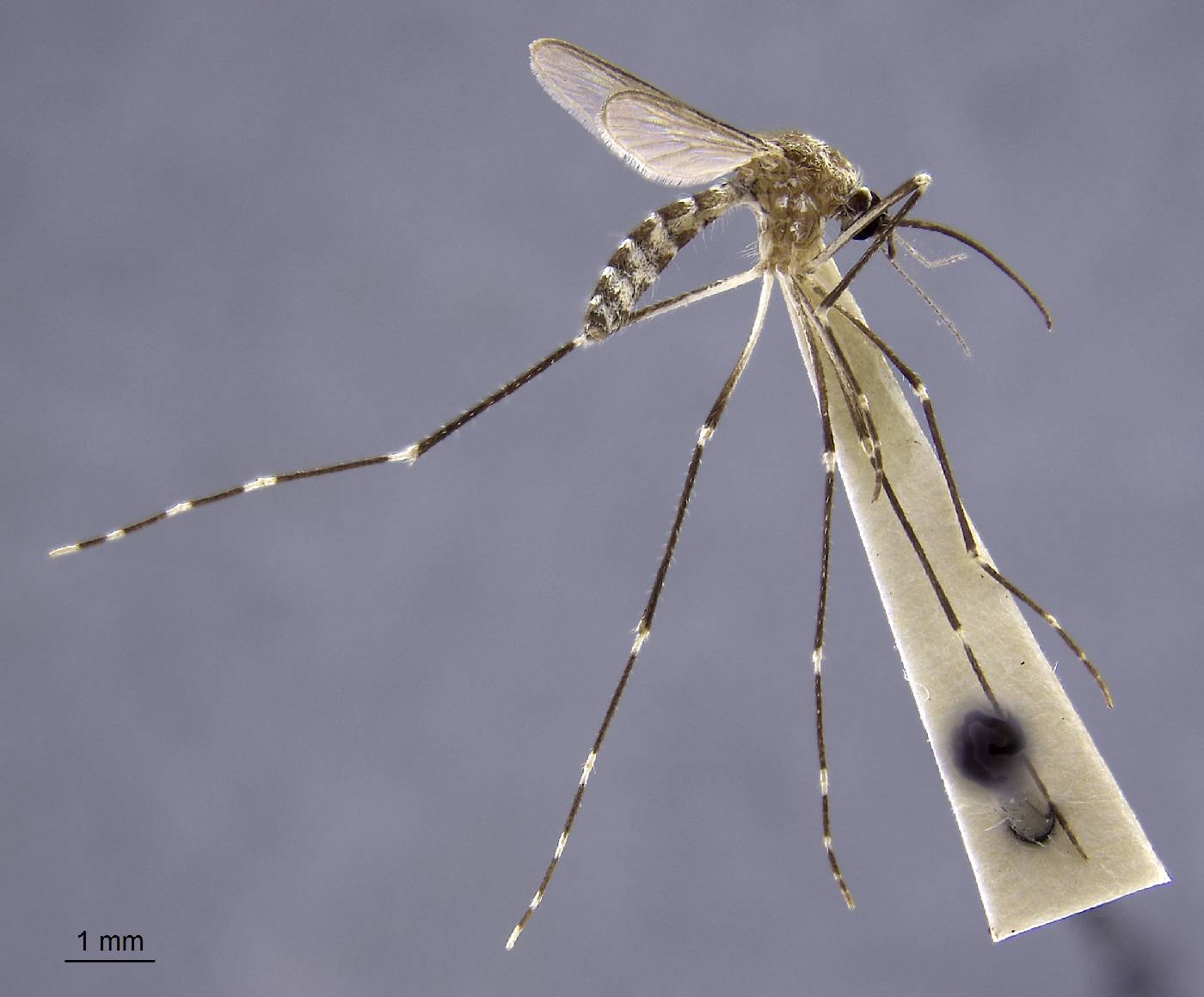Aedes atropalpus image