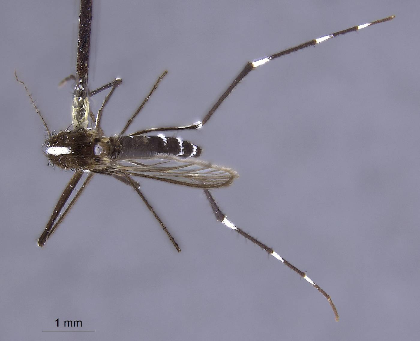Aedes albolineatus image