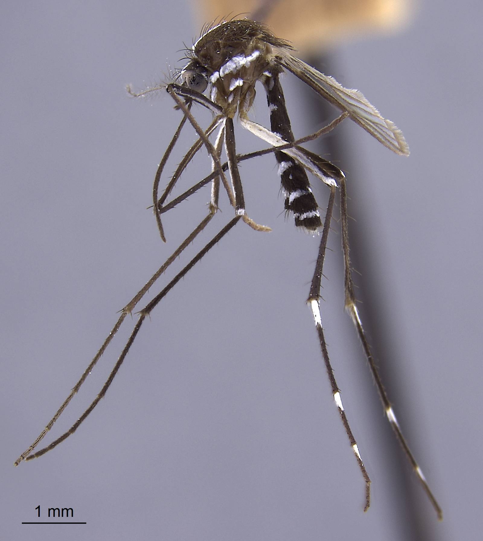 Aedes albolineatus image