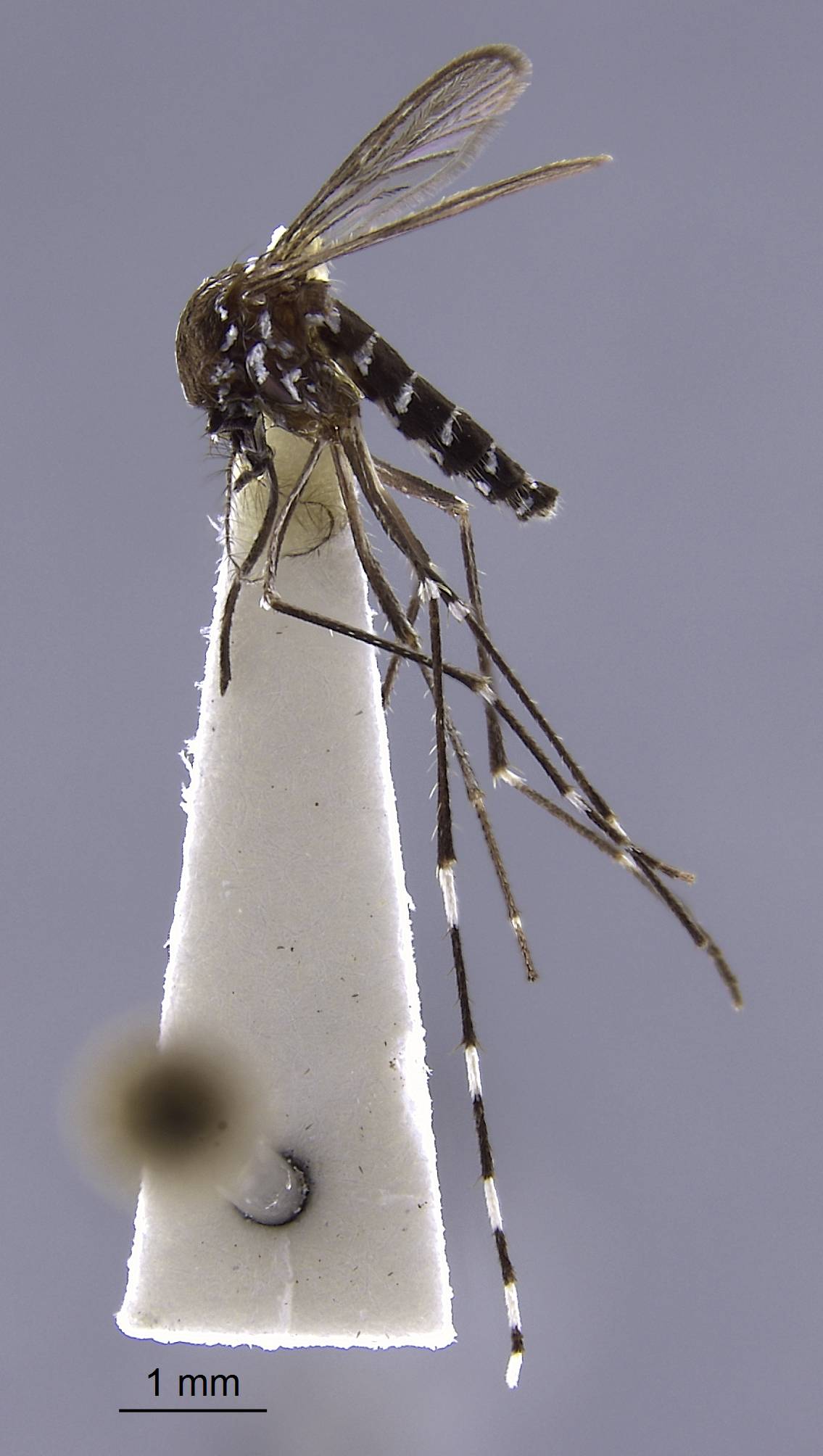 Aedes albolineatus image