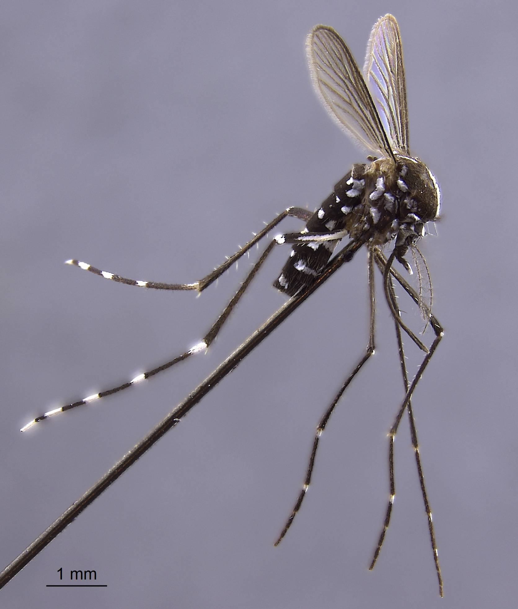 Aedes albopictus image