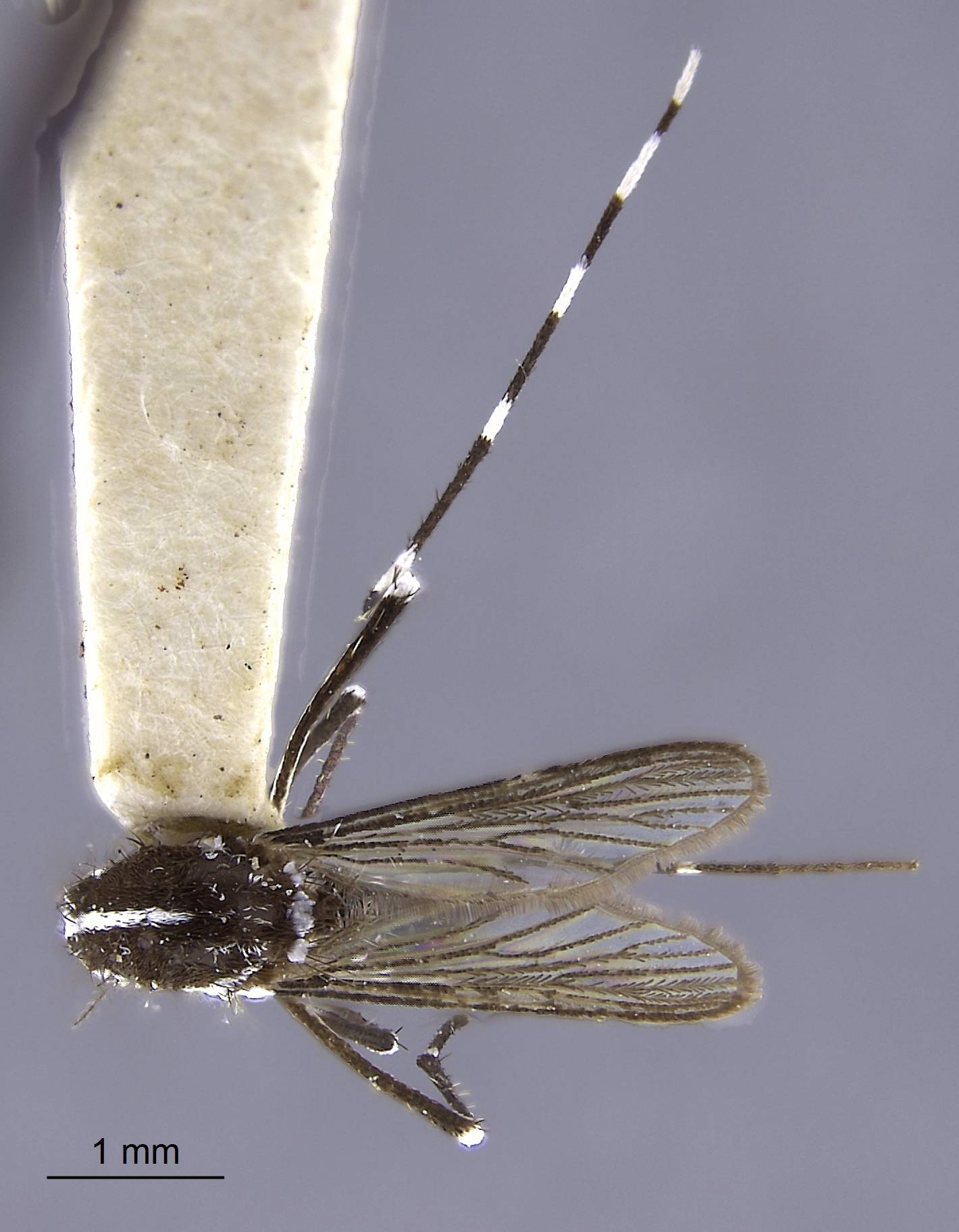Aedes albopictus image