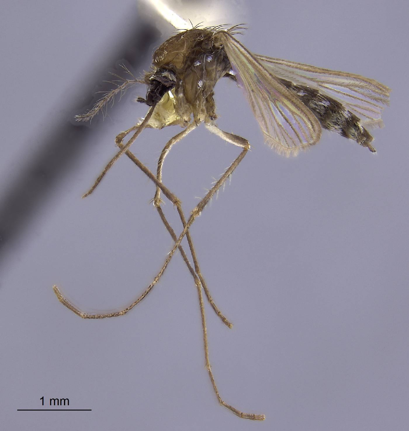 Aedes alboscutellatus image