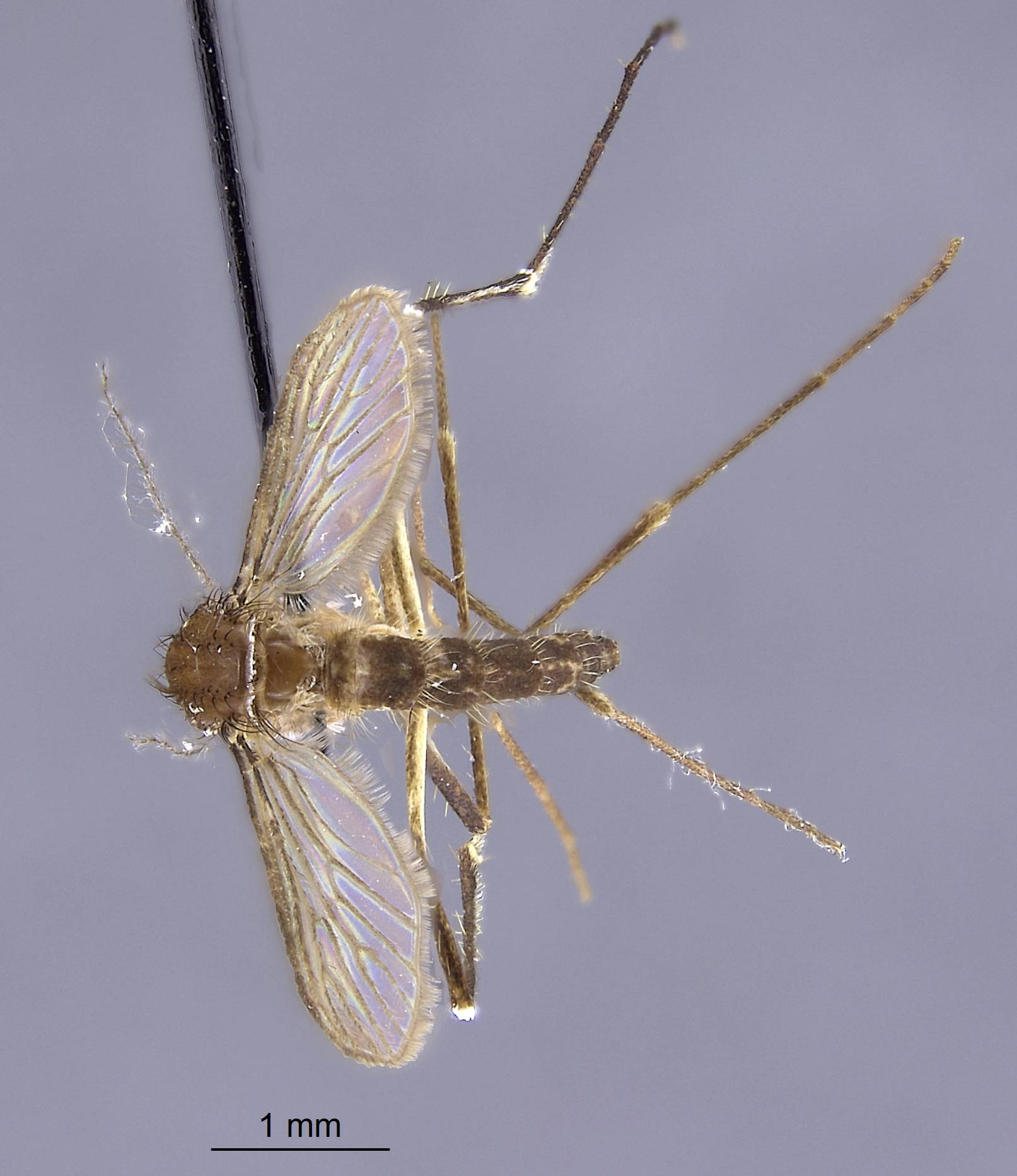 Aedes alboscutellatus image