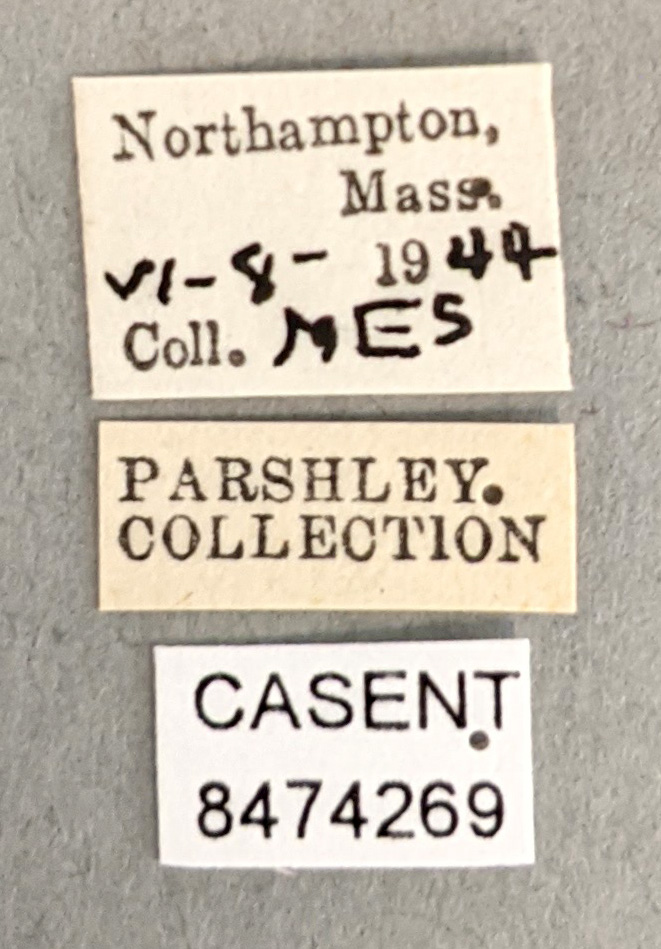 Aedes albolineatus image