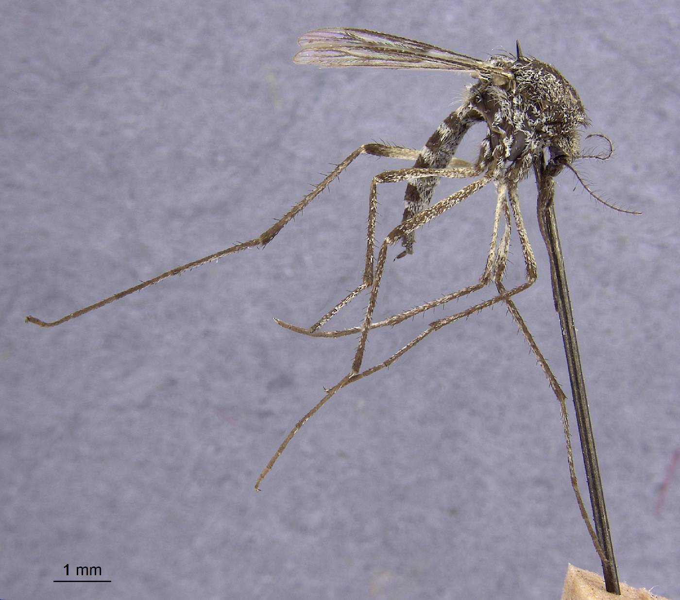 Aedes bicristatus image