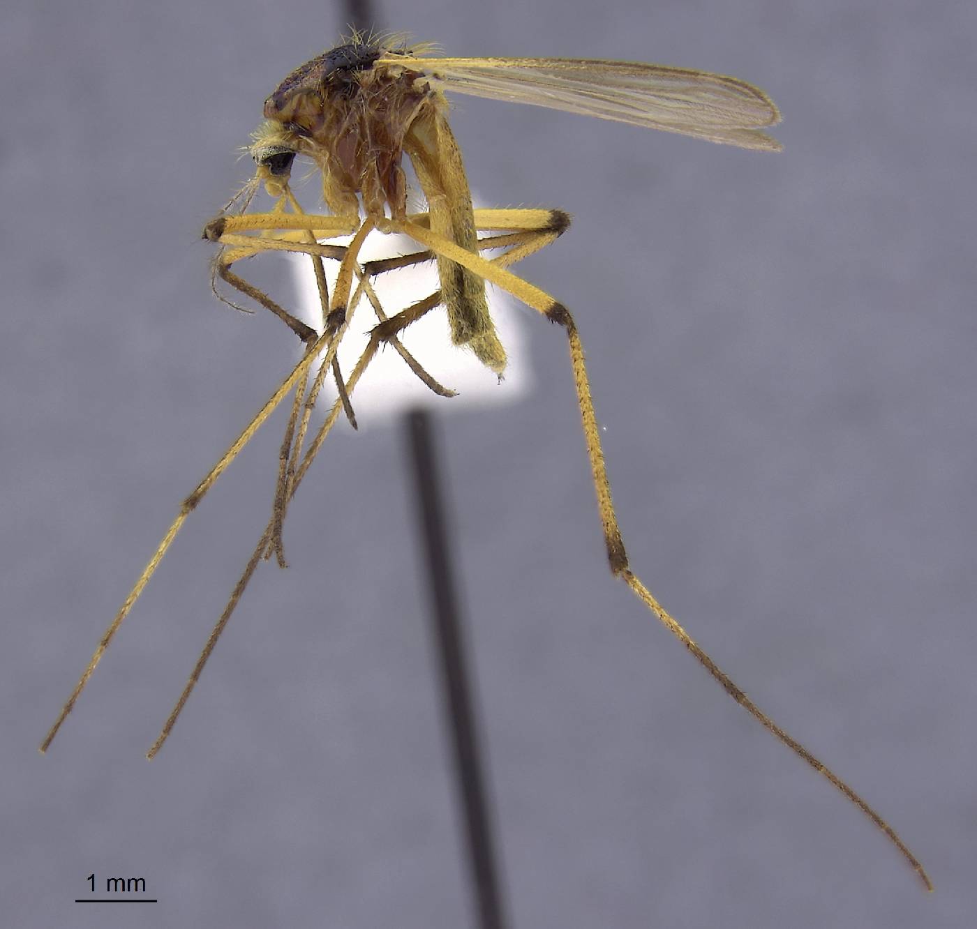 Aedes bimaculatus image