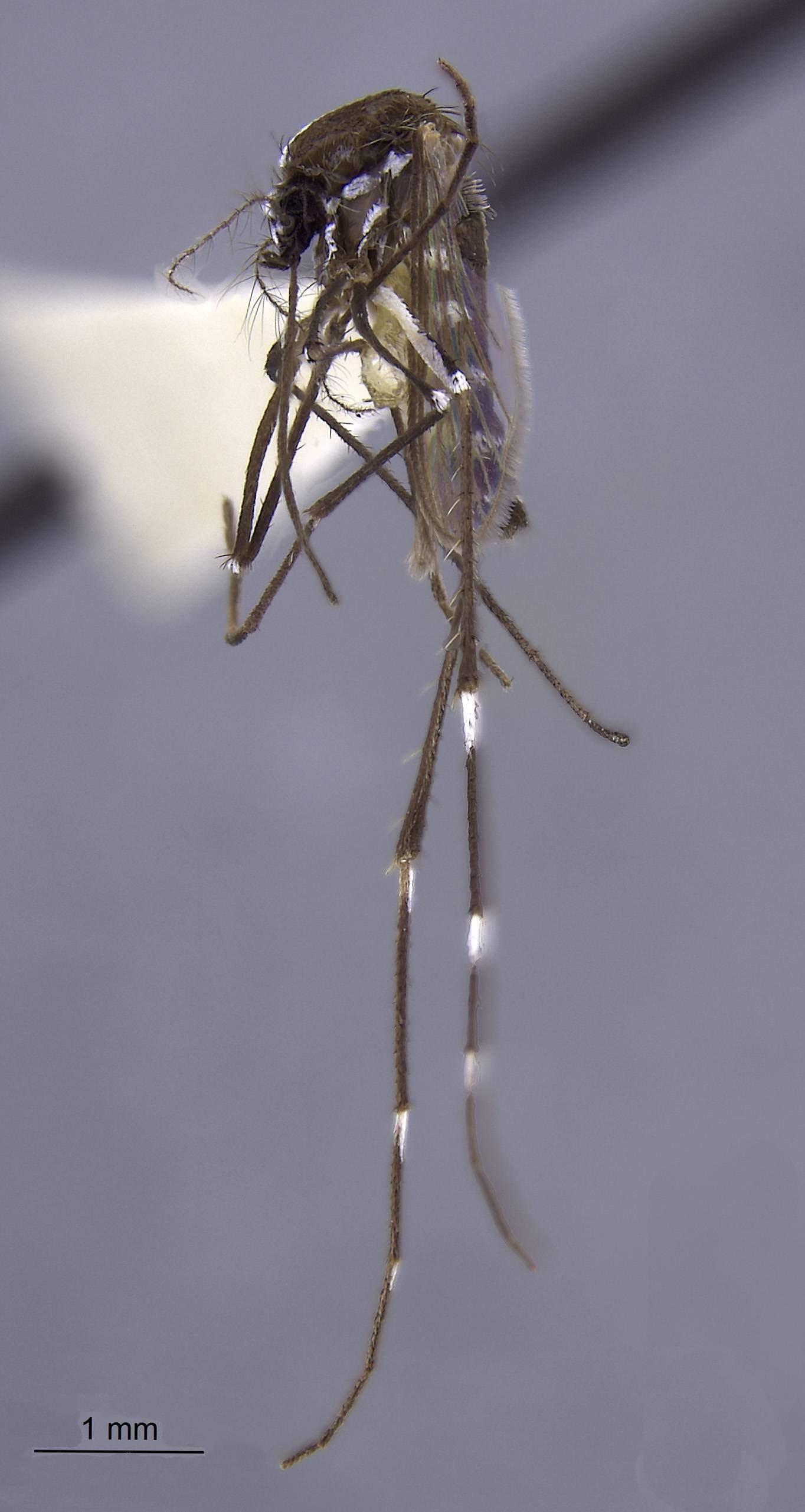 Aedes boharti image