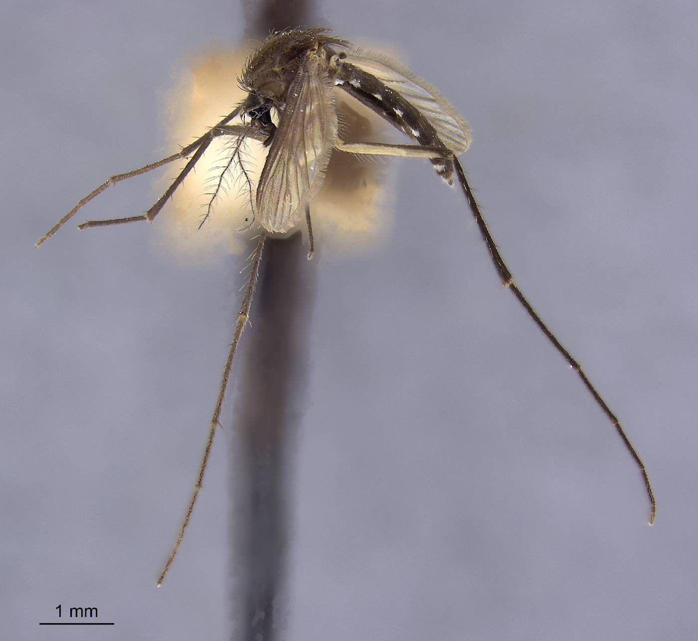 Aedes butleri image