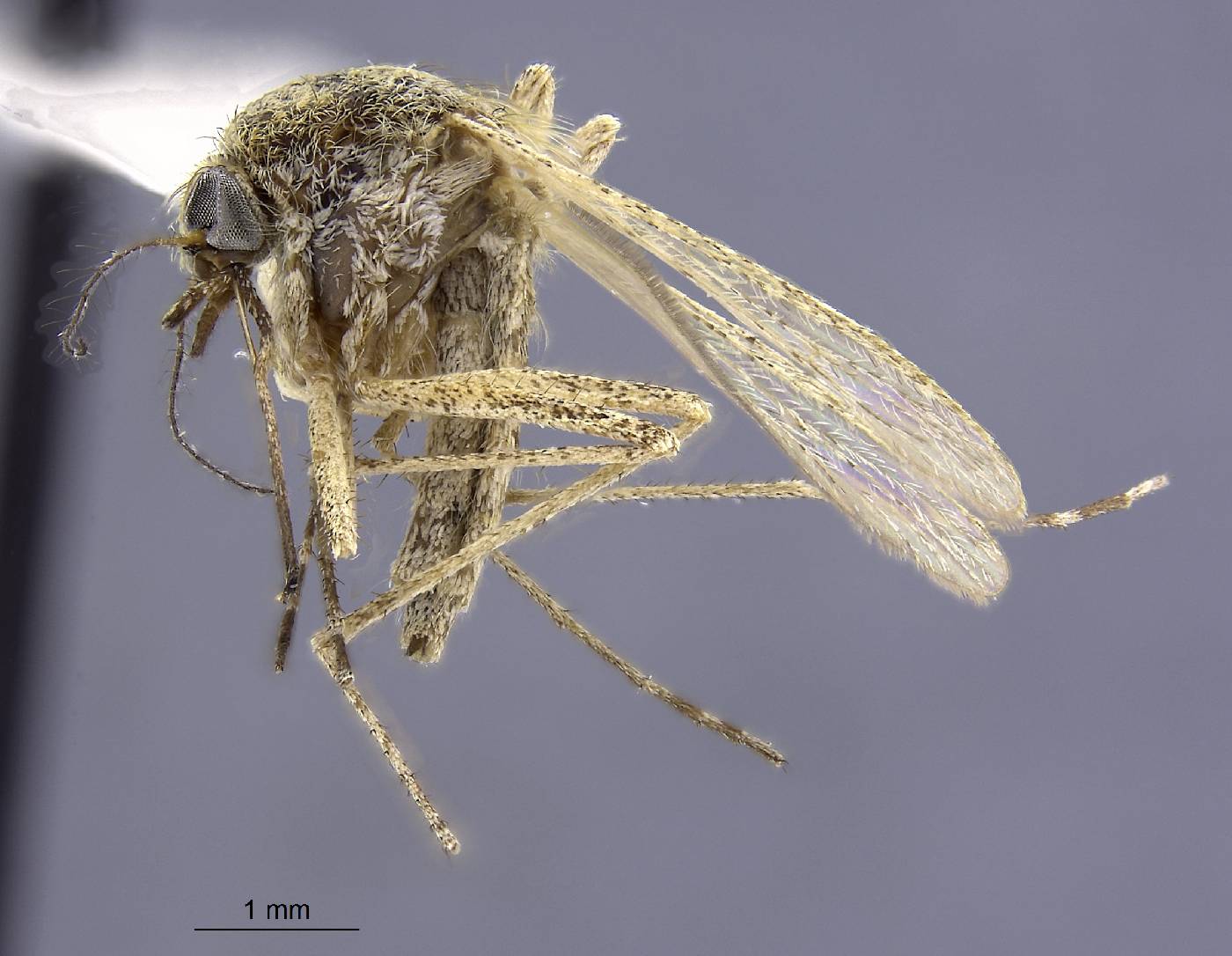 Aedes campestris image