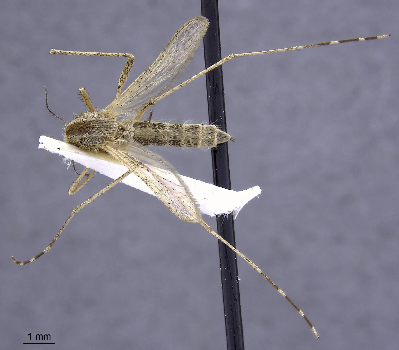 Aedes campestris image